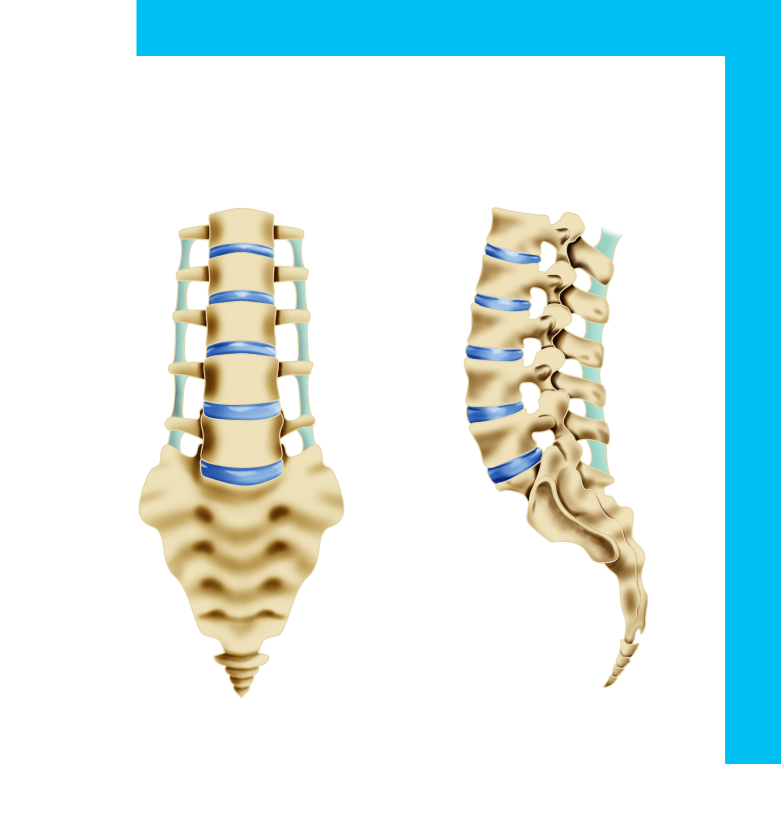 Anatomy image of the Lumbar spine.