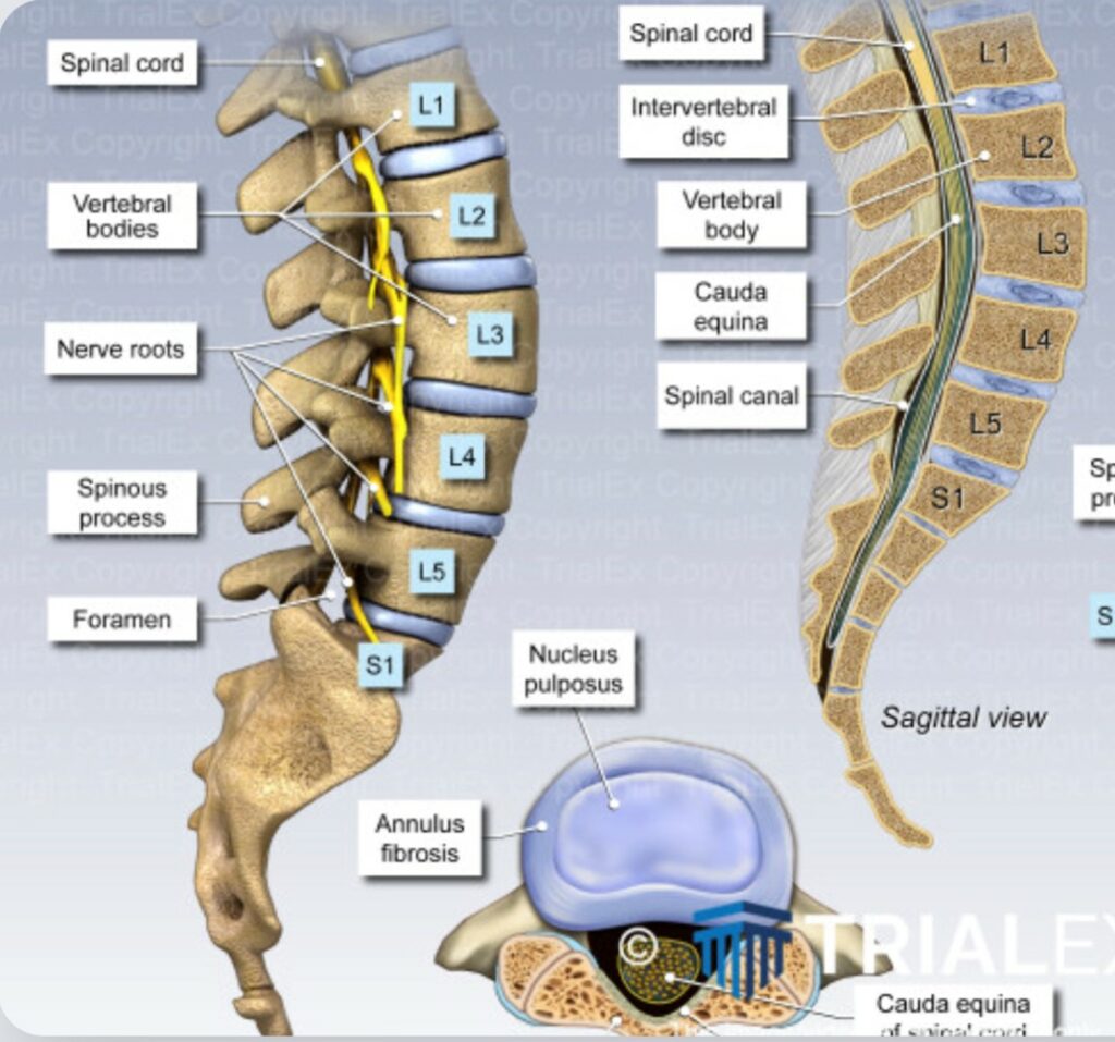Image illustration of lower back spine.