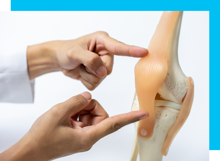 A close-up shot of a medical expert explaining with a human knee model.