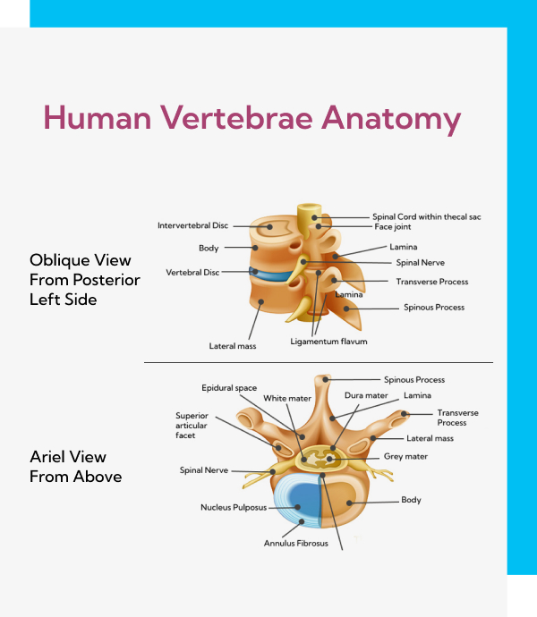 Image illustration of human vertebrae anatomy.