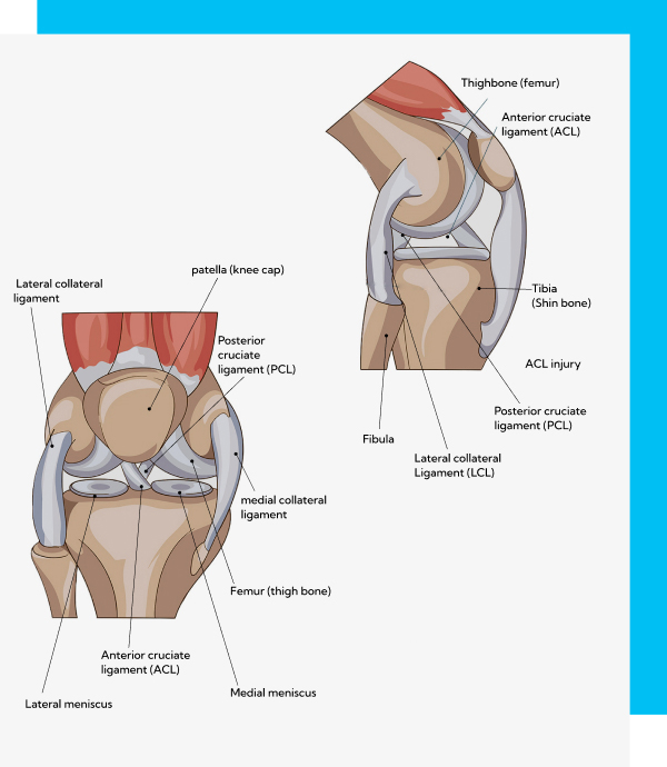 Image of the knees with labelled parts.